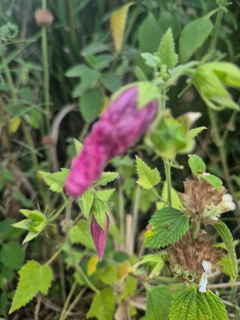 Kosteletzkya adoensis flower