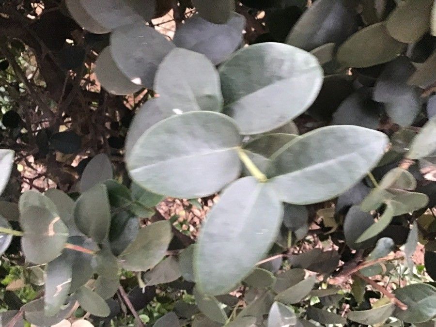 Maurocenia frangularia — search result for 'Frangula'