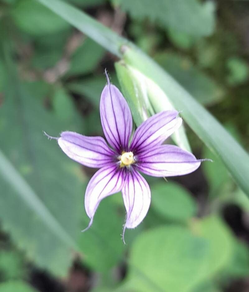 Sisyrinchium scariosum flower