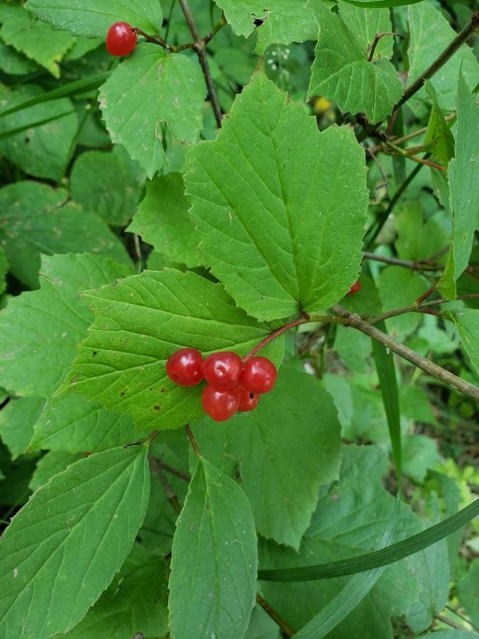 Viburnum edule fruit