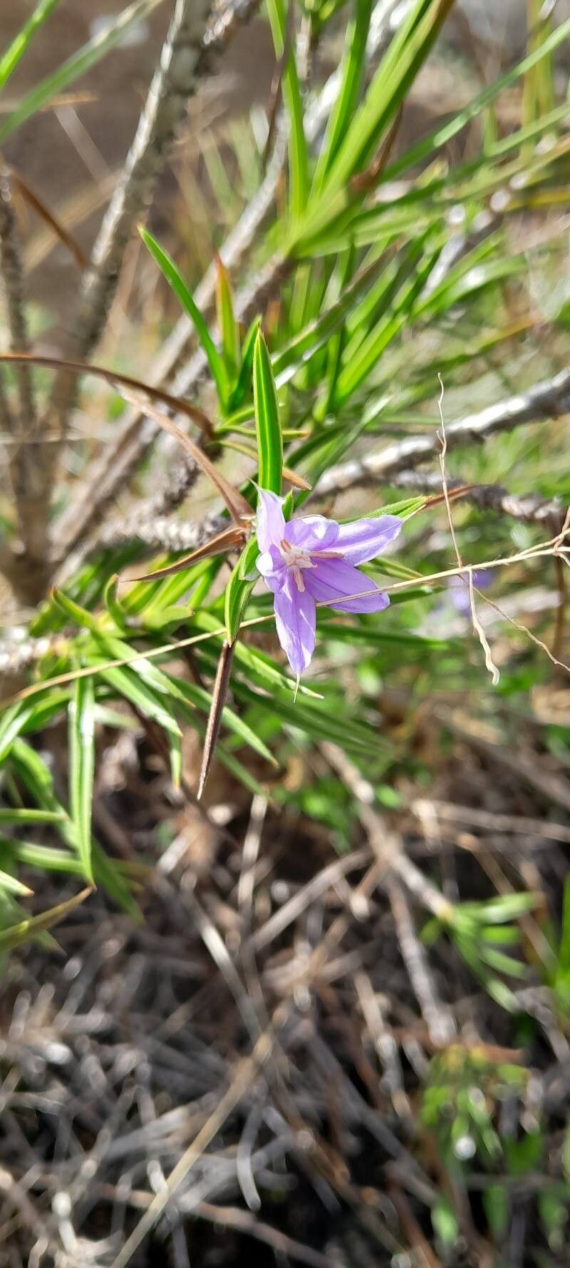Xerophyta pinifolia flower