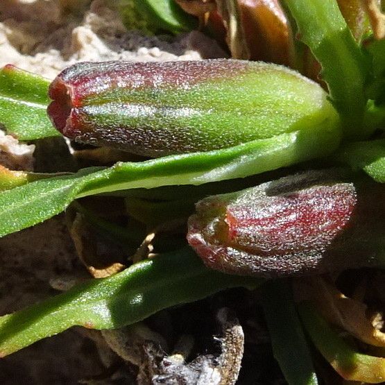 Oenothera punae flower
