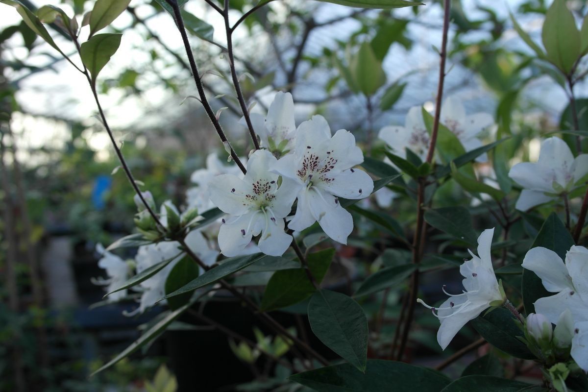 Rhododendron hongkongense flower