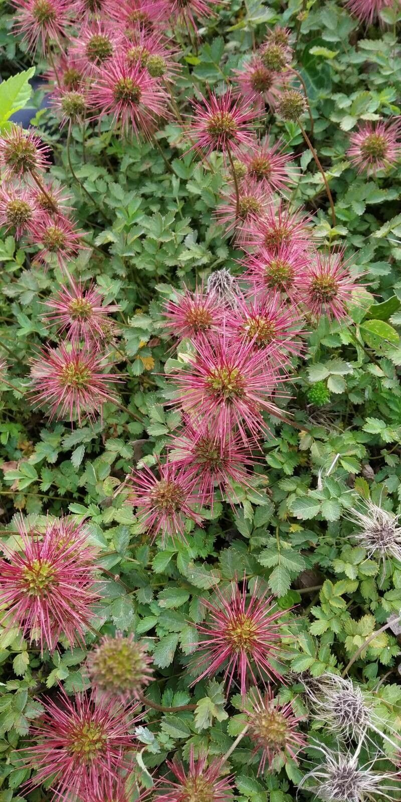 Acaena microphylla fruit