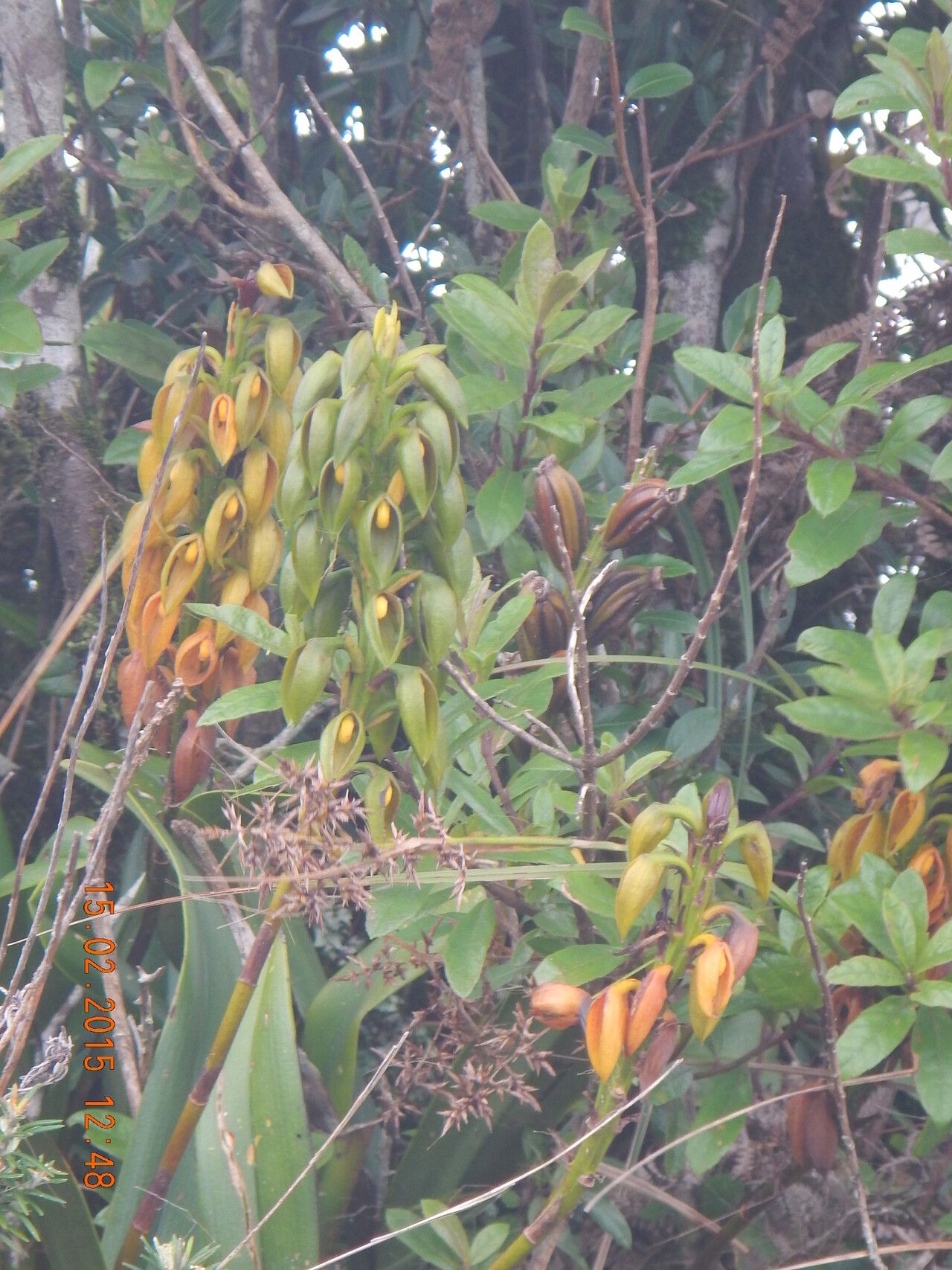 Bulbophyllum alexandrae — houseplant care guide