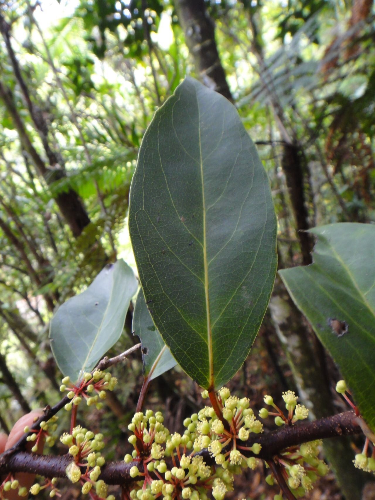 Lasiochlamys cordifolia flower