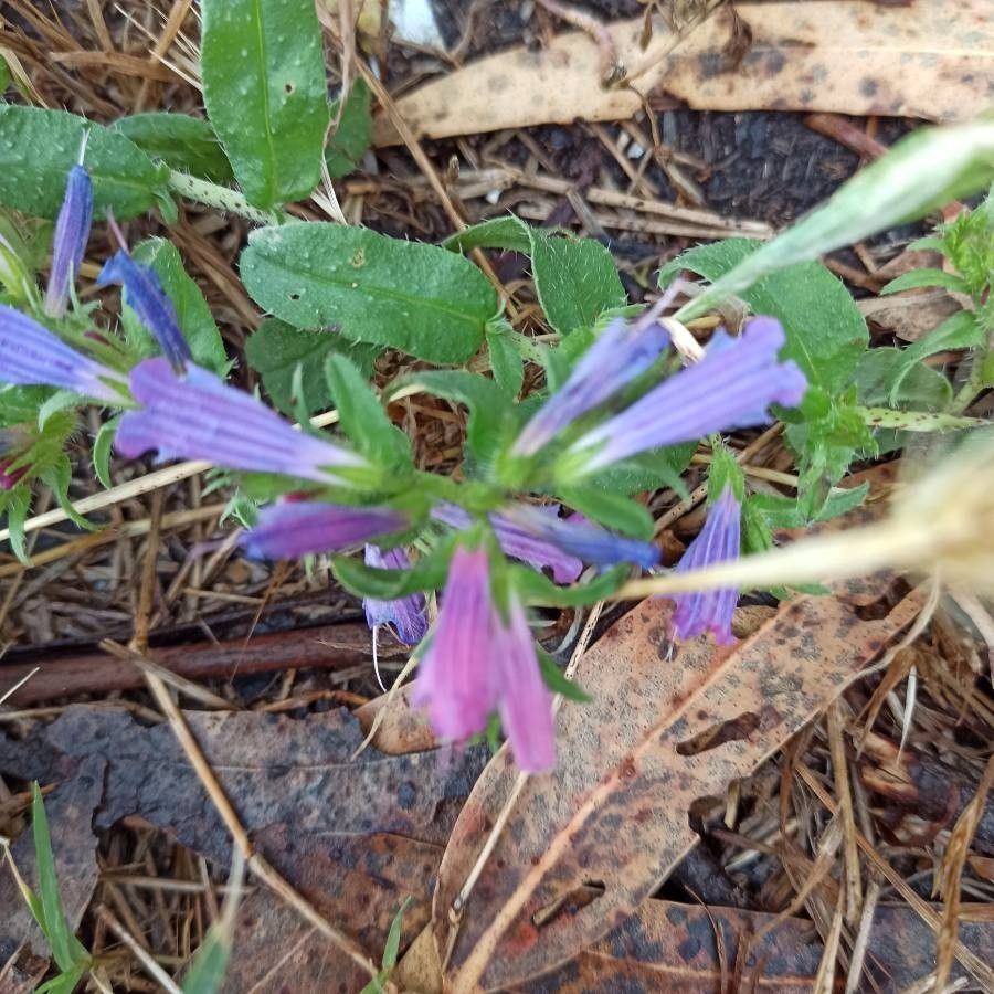 Echium rosulatum flower