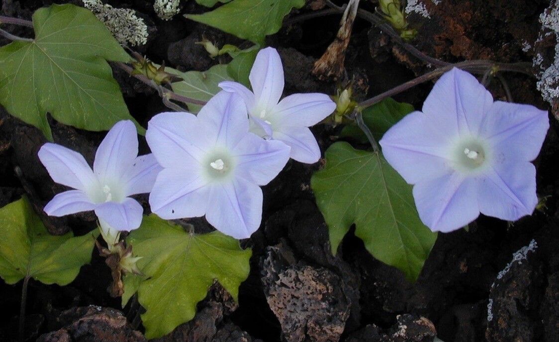 Ipomoea lindheimeri flower