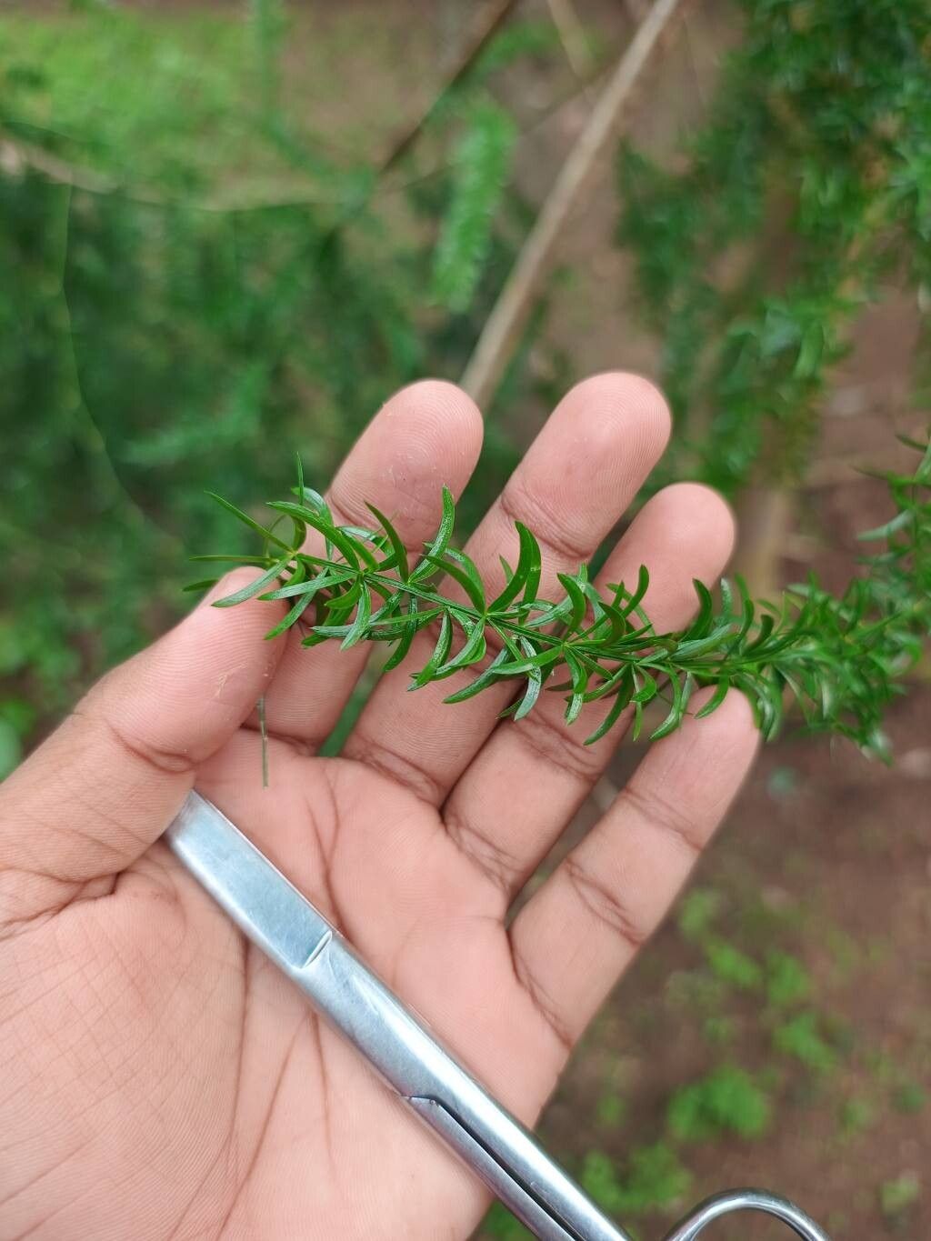 Asparagus adscendens