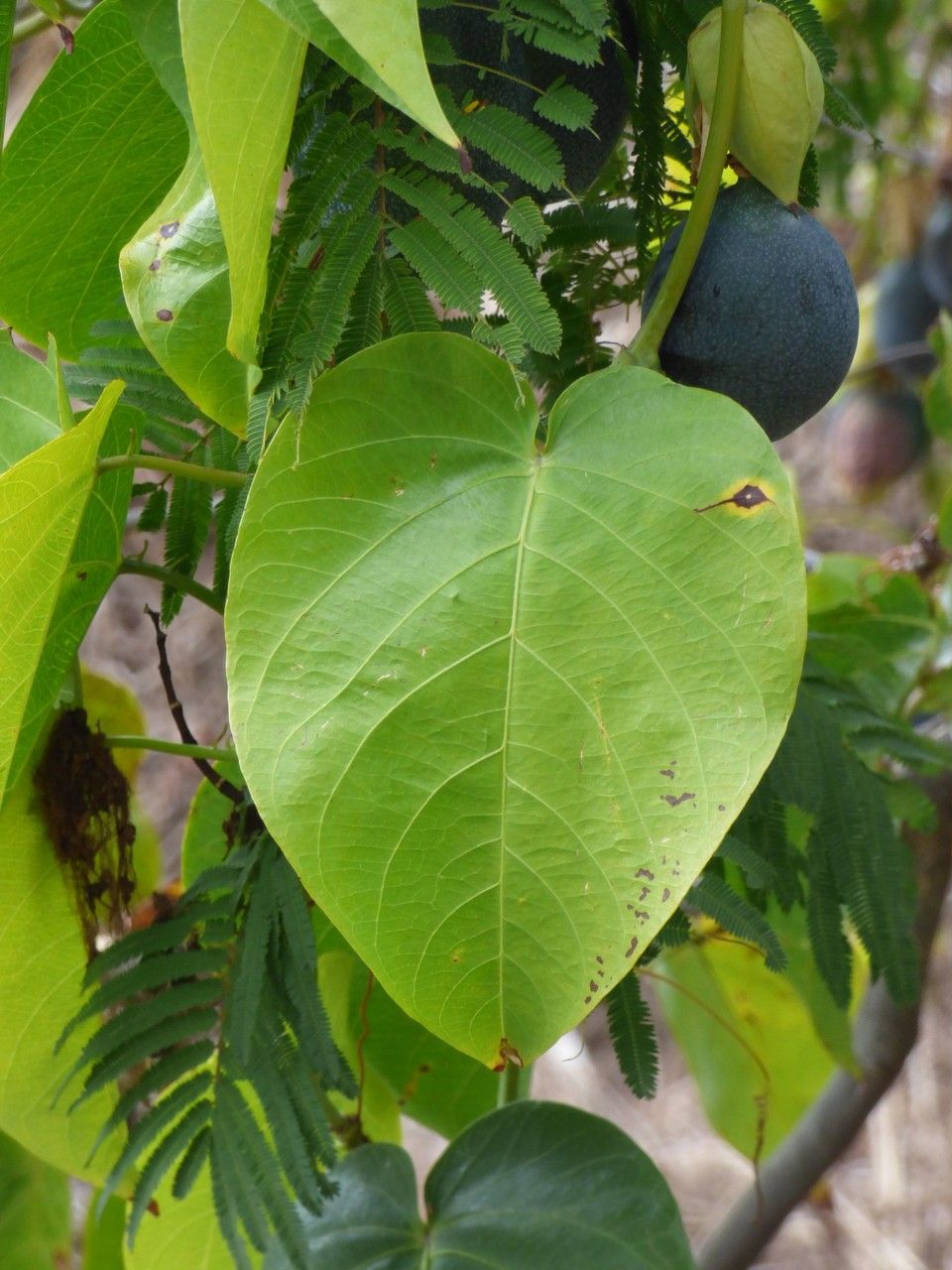 Passiflora ligularis leaf