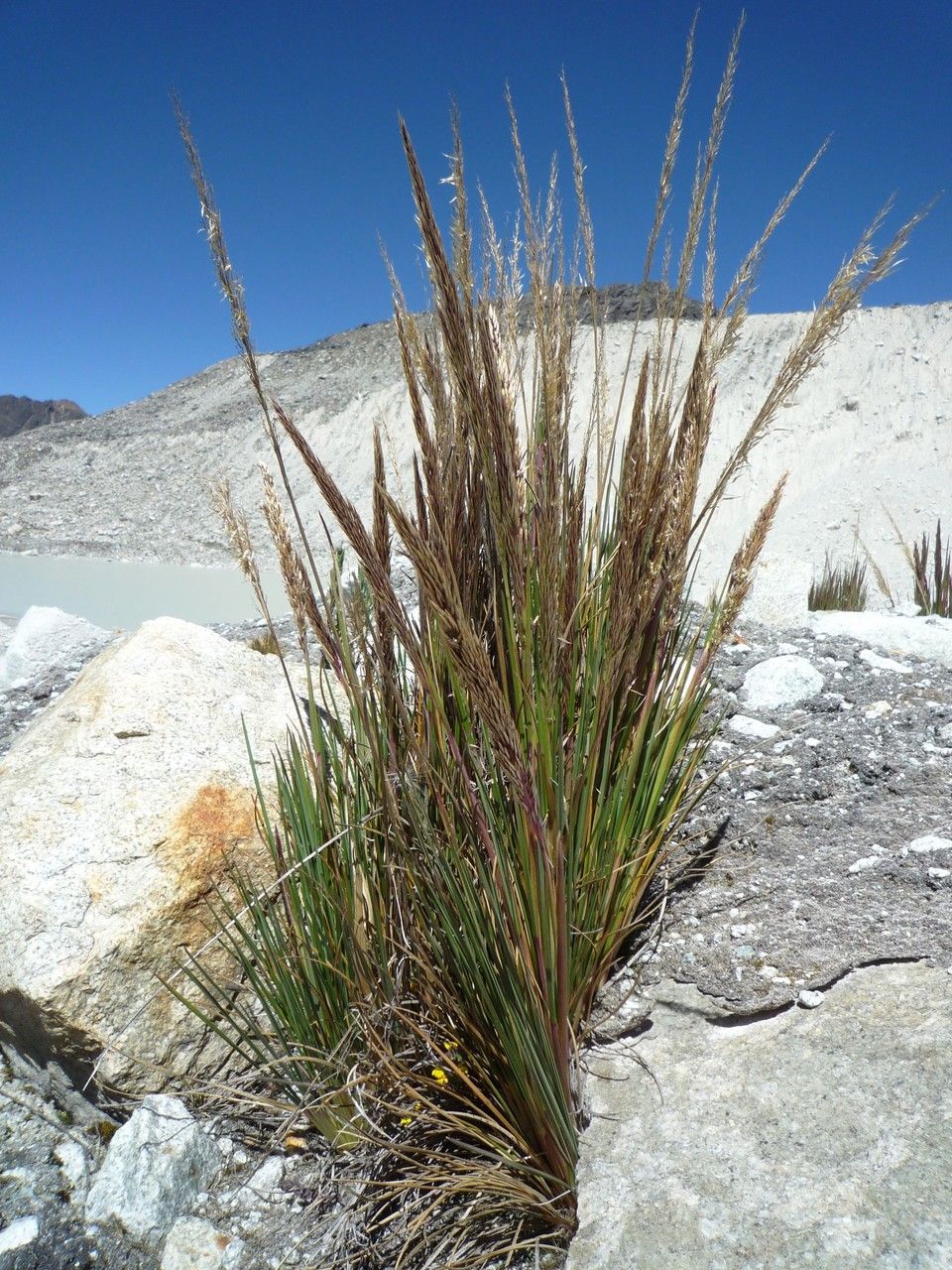 Cinnagrostis nitidula habit