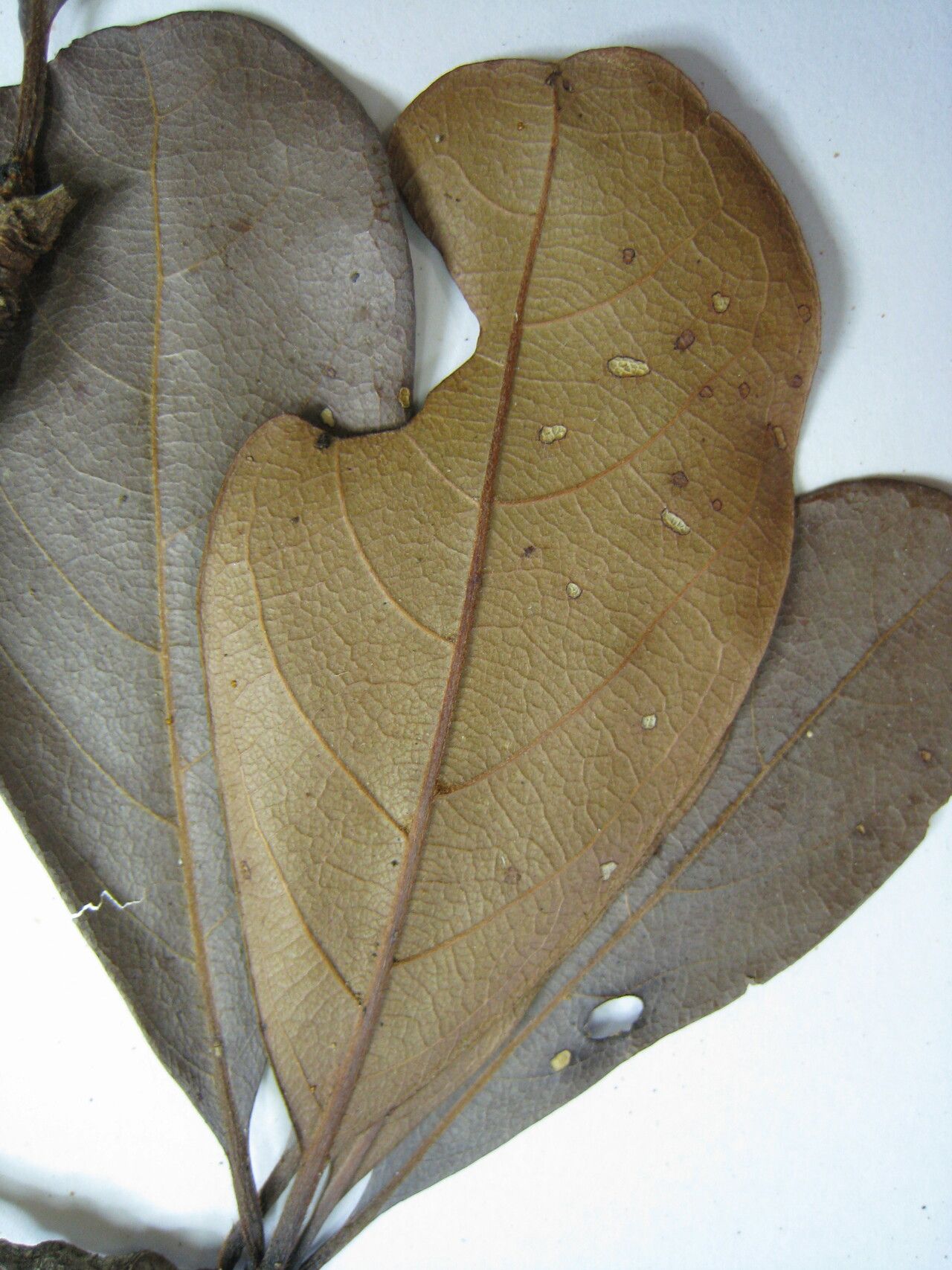 Terminalia grandis — houseplant care guide