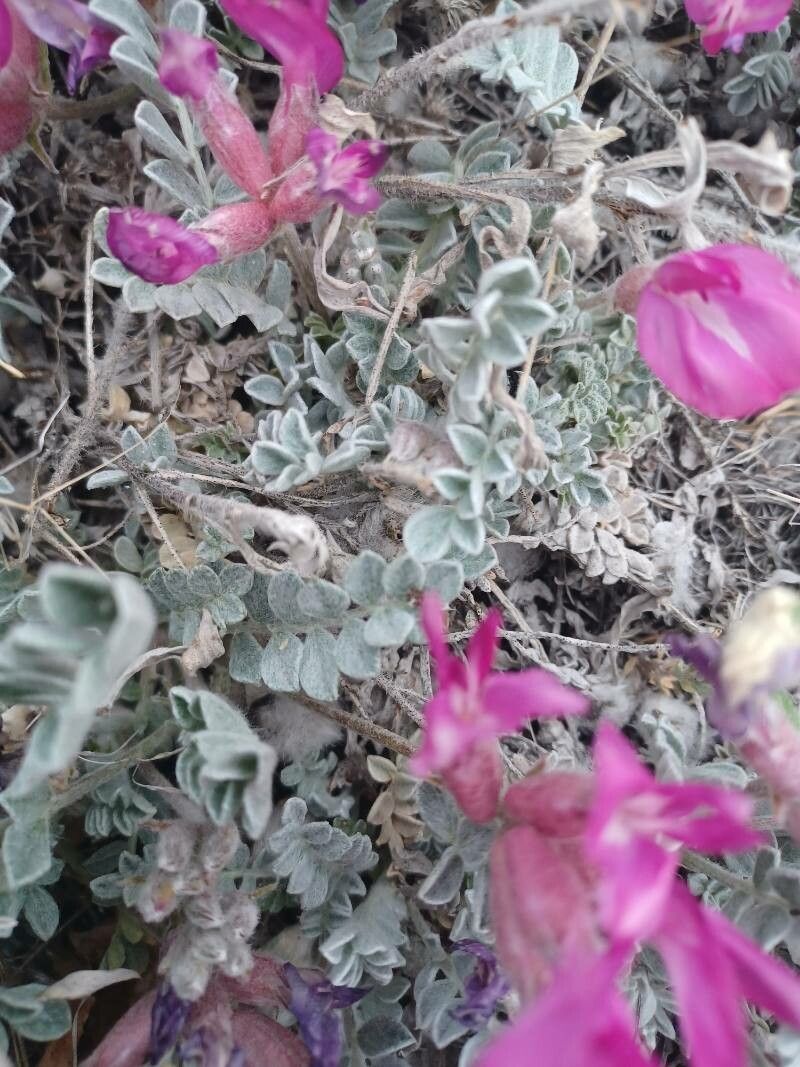Astragalus mollissimus leaf