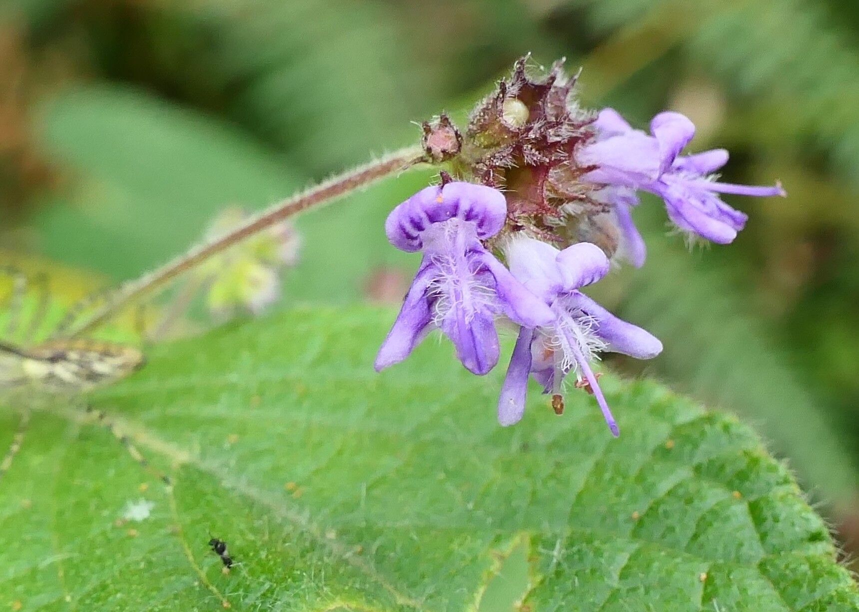 Mesosphaerum sidifolium flower