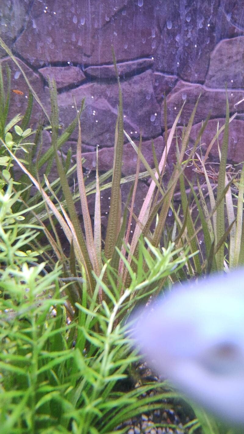 Blyxa novoguineensis — related species from the same genus