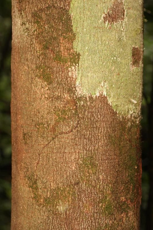 Couepia bracteosa — related species from the same genus