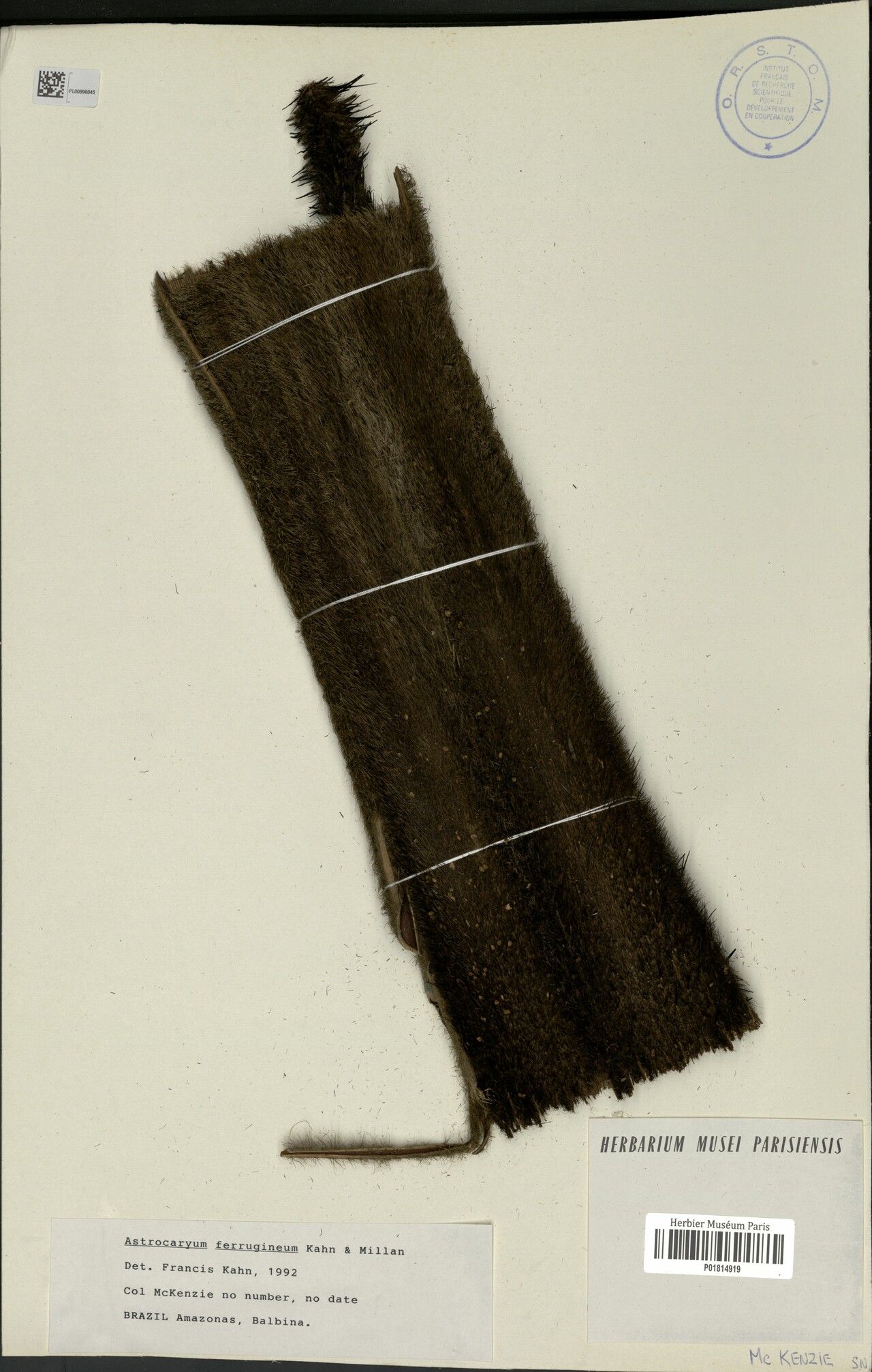 Astrocaryum ferrugineum bark