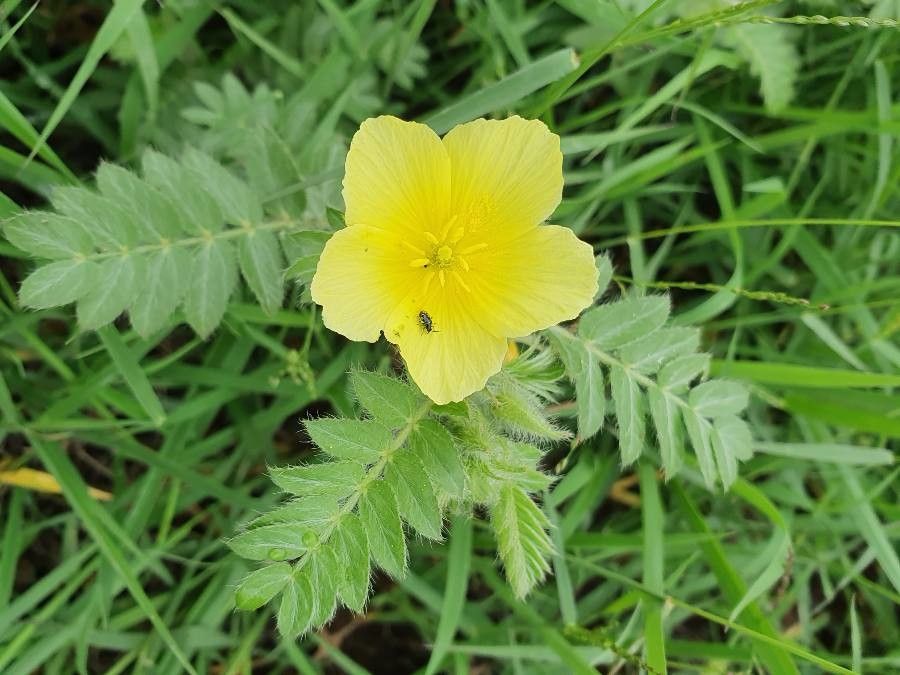 Tribulus zeyheri flower