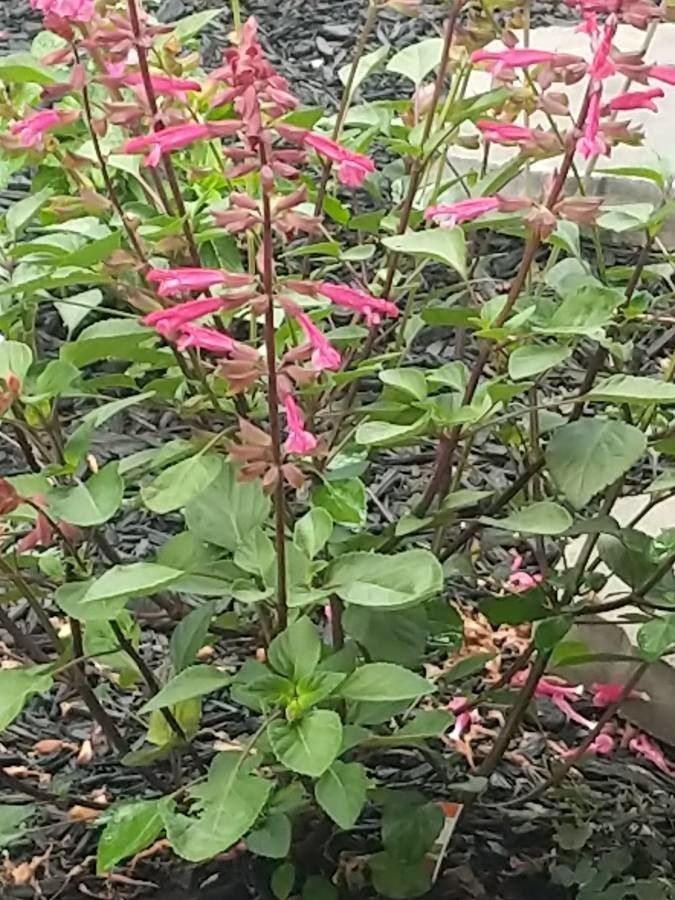 Stachys coccinea flower