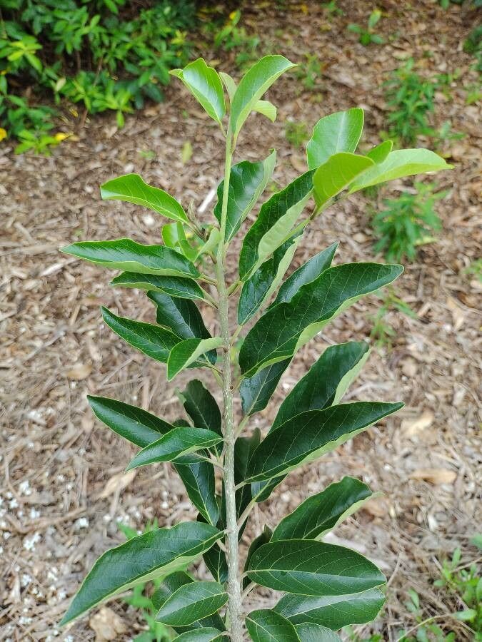 Cordia glazioviana leaf