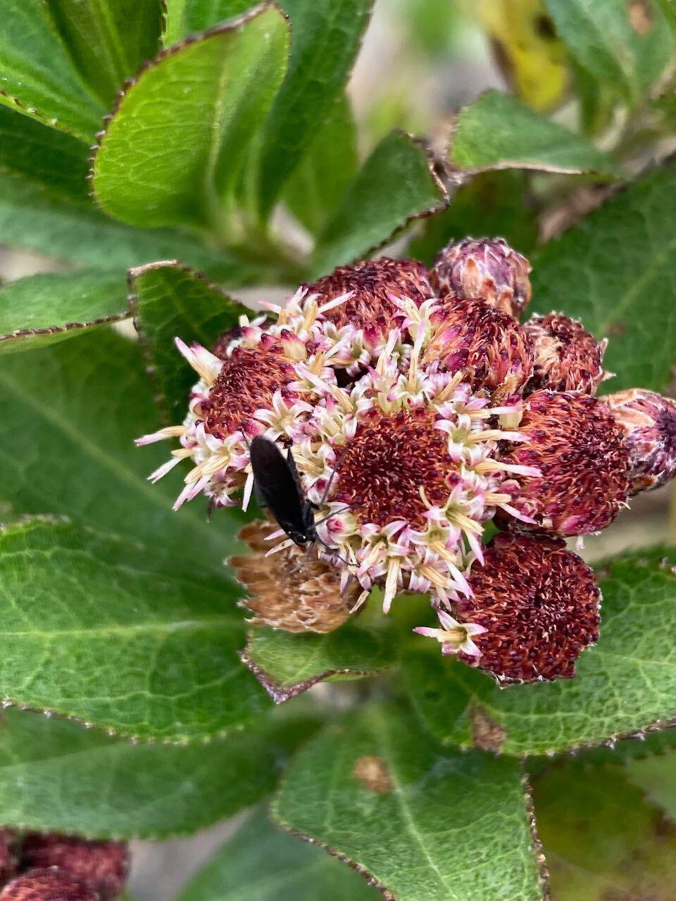 Baccharis prunifolia flower