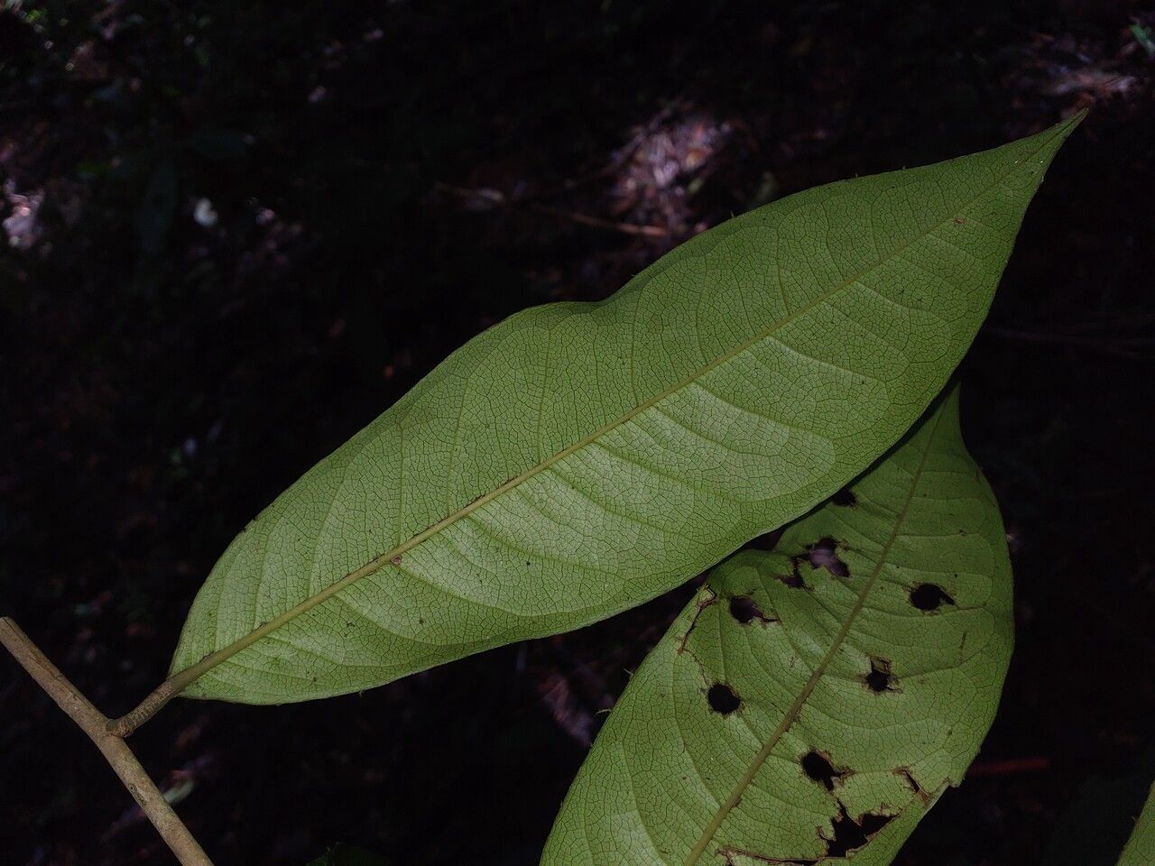 Eschweilera pedicellata leaf
