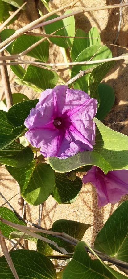 Ipomoea pes-caprae flower