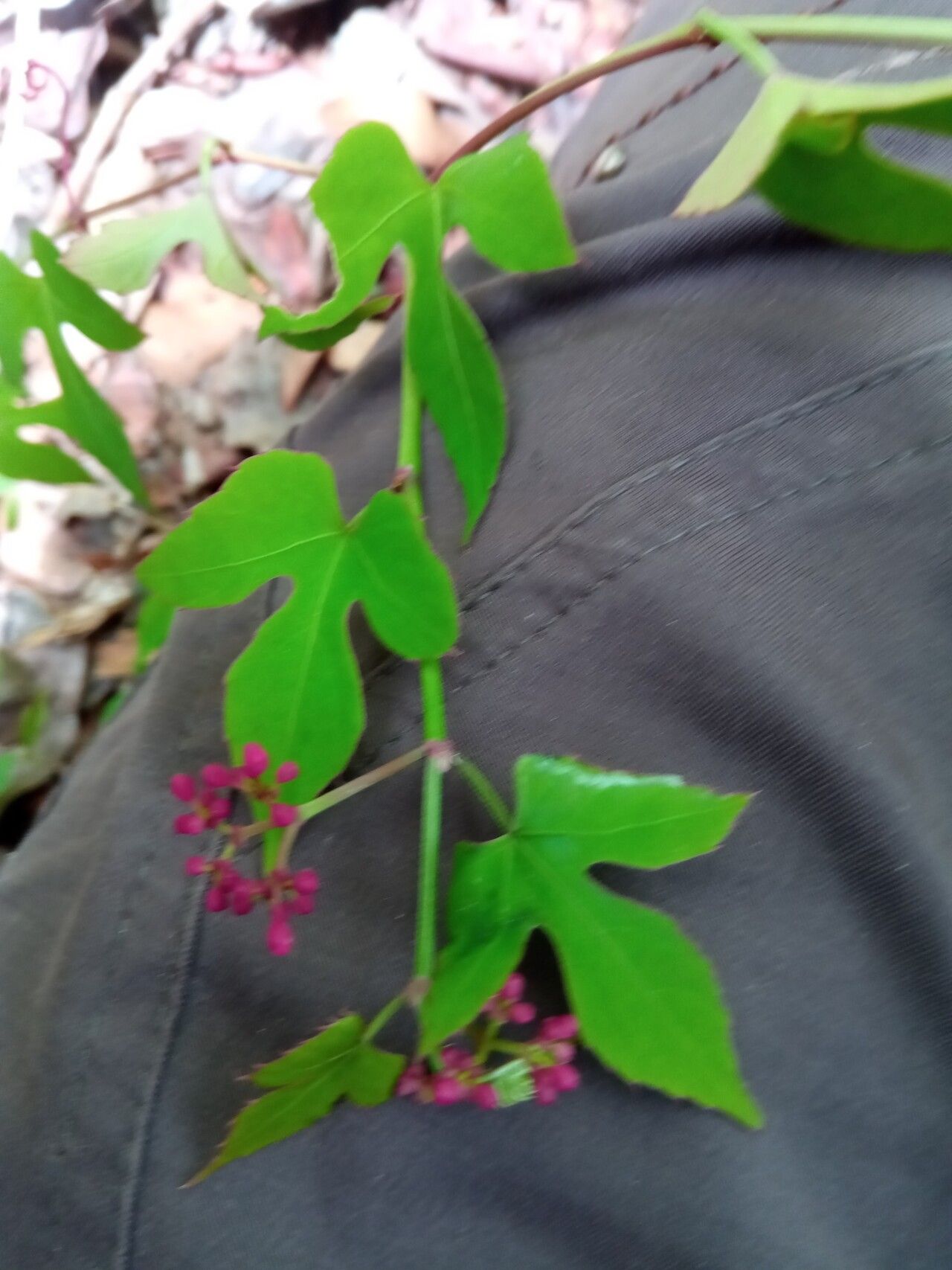 Cissus polita — houseplant care guide