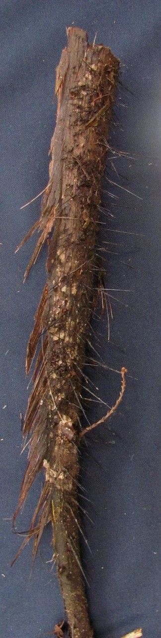 Bactris herrerana fruit