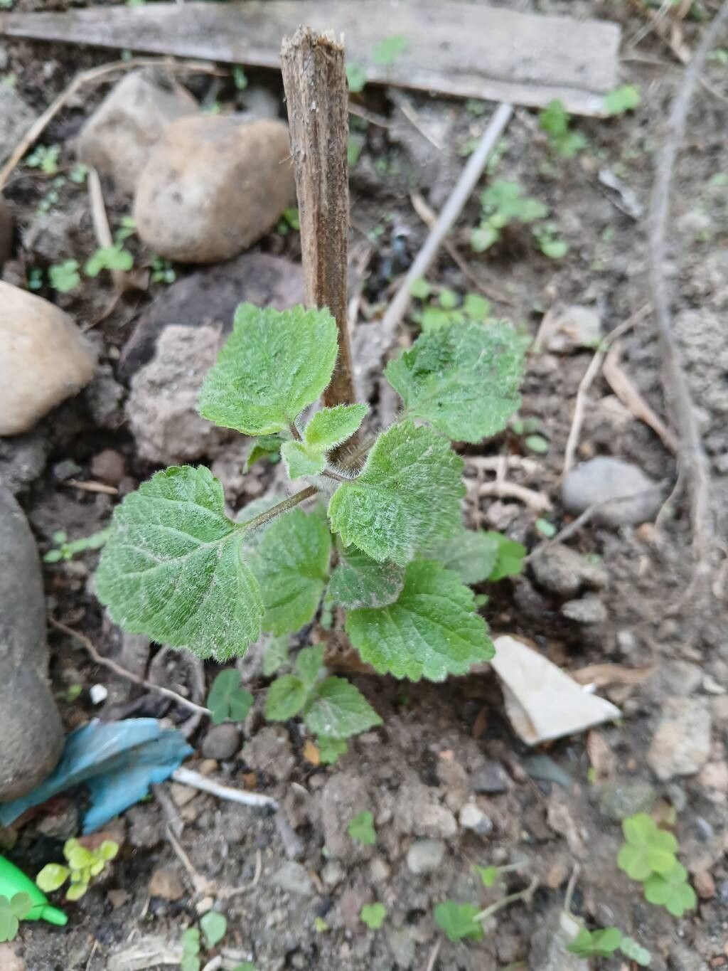 Pogostemon parviflorus — houseplant care guide