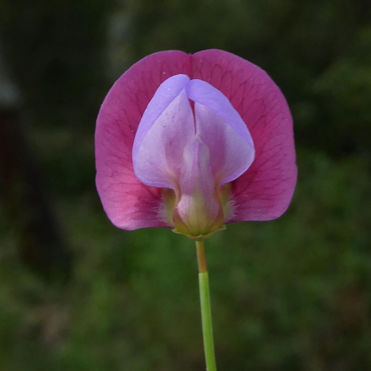 Lathyrus clymenum flower