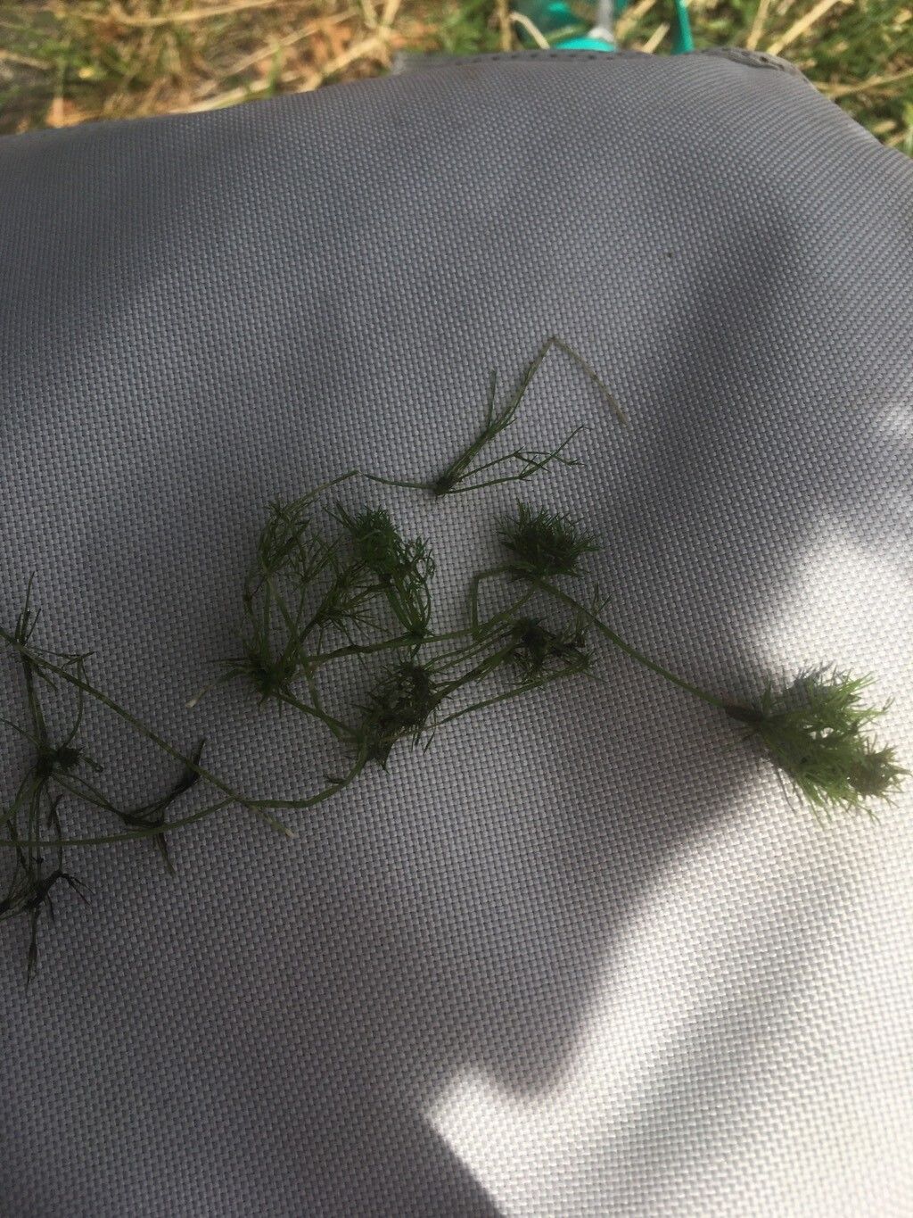 Najas minor — search result for 'Germany'