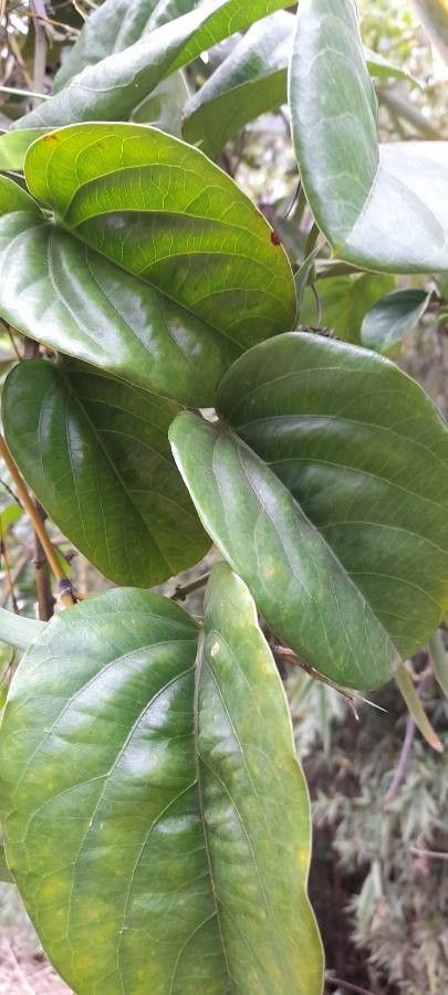 Passiflora alata leaf