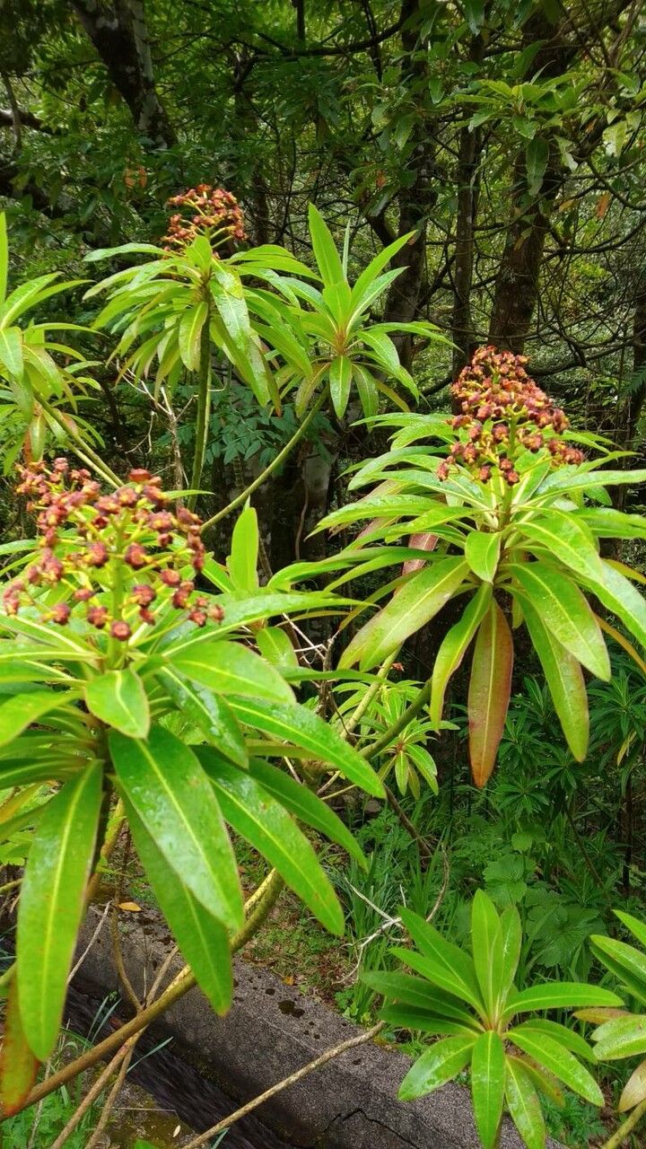 Euphorbia mellifera flower
