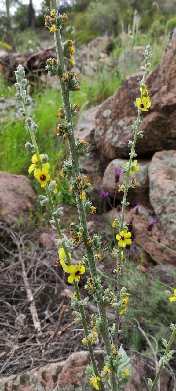 Verbascum rotundifolium flower