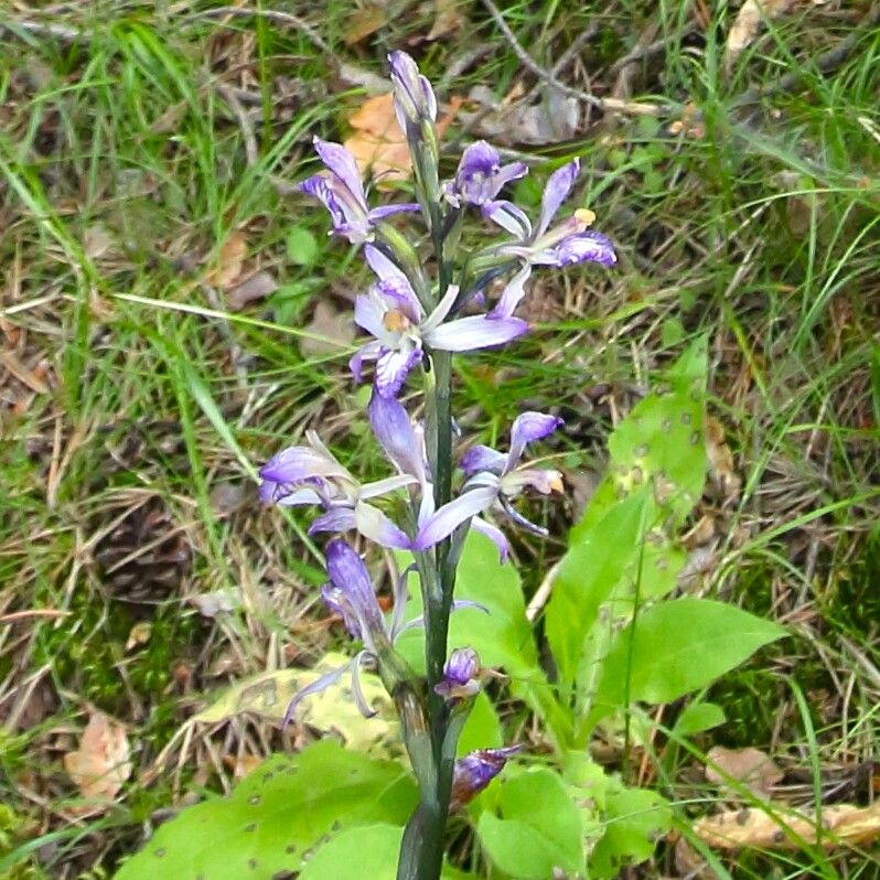 Limodorum abortivum flower