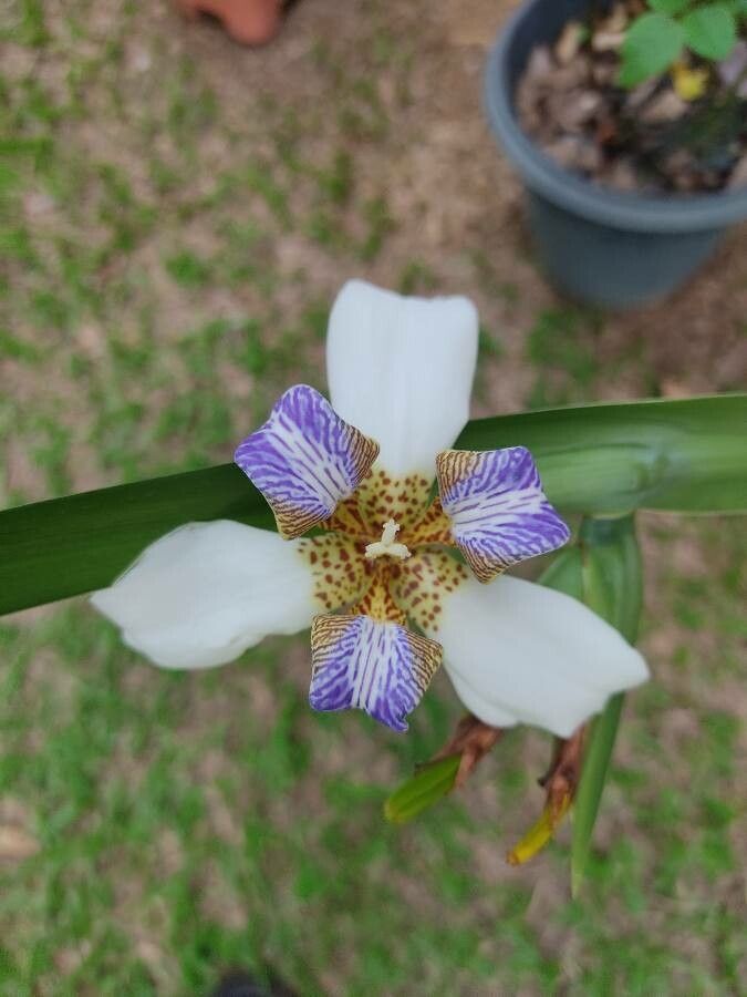 Neomarica northiana flower