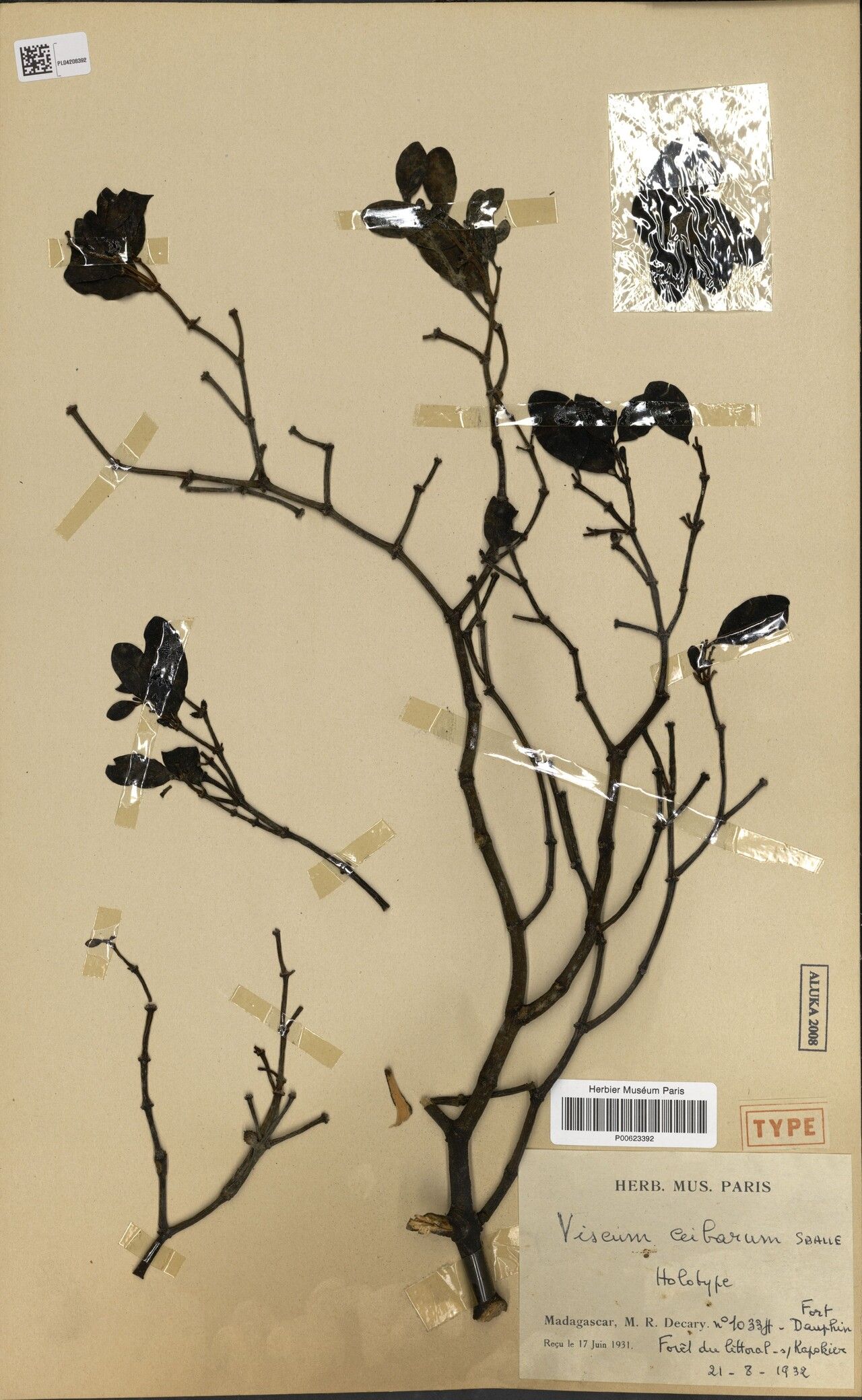 Viscum ceibarum — houseplant care guide