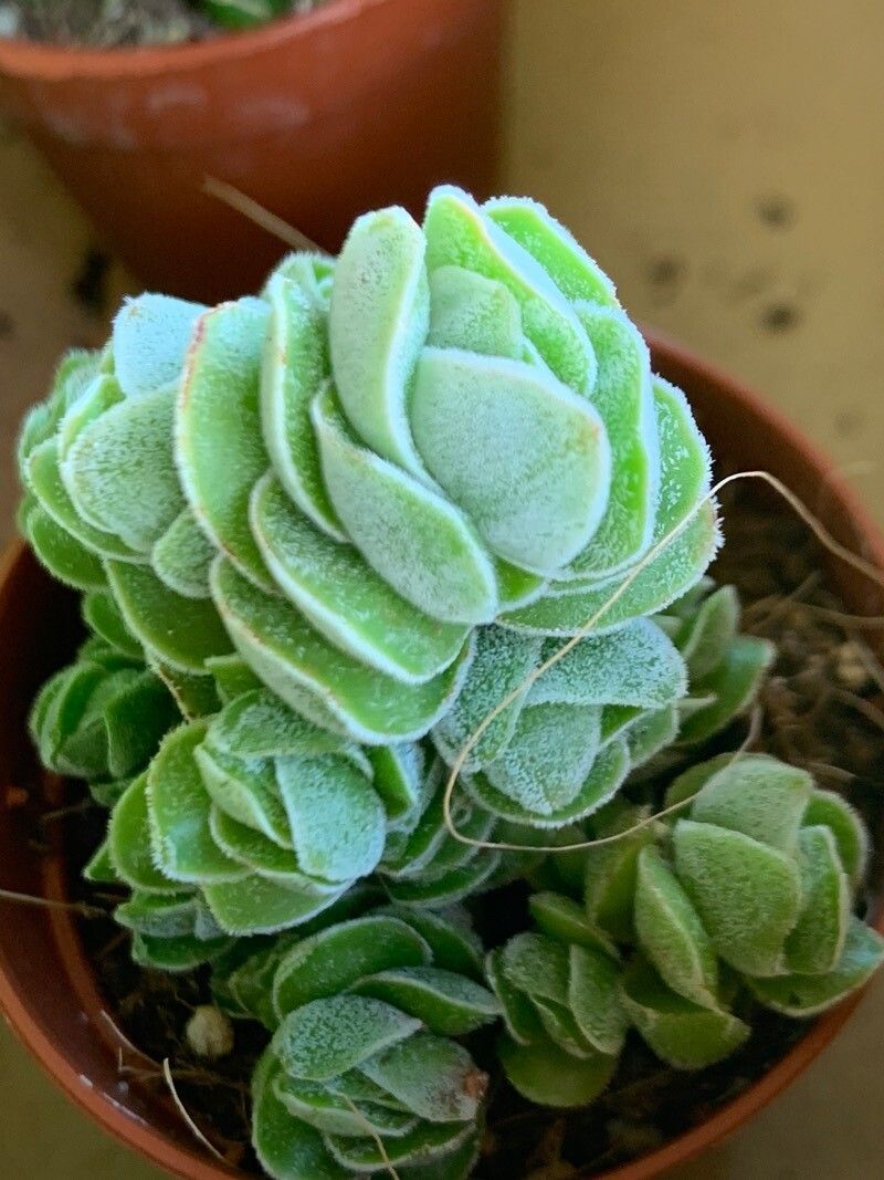Crassula plegmatoides — search result for 'Crassula'