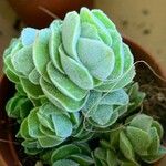 Crassula plegmatoides