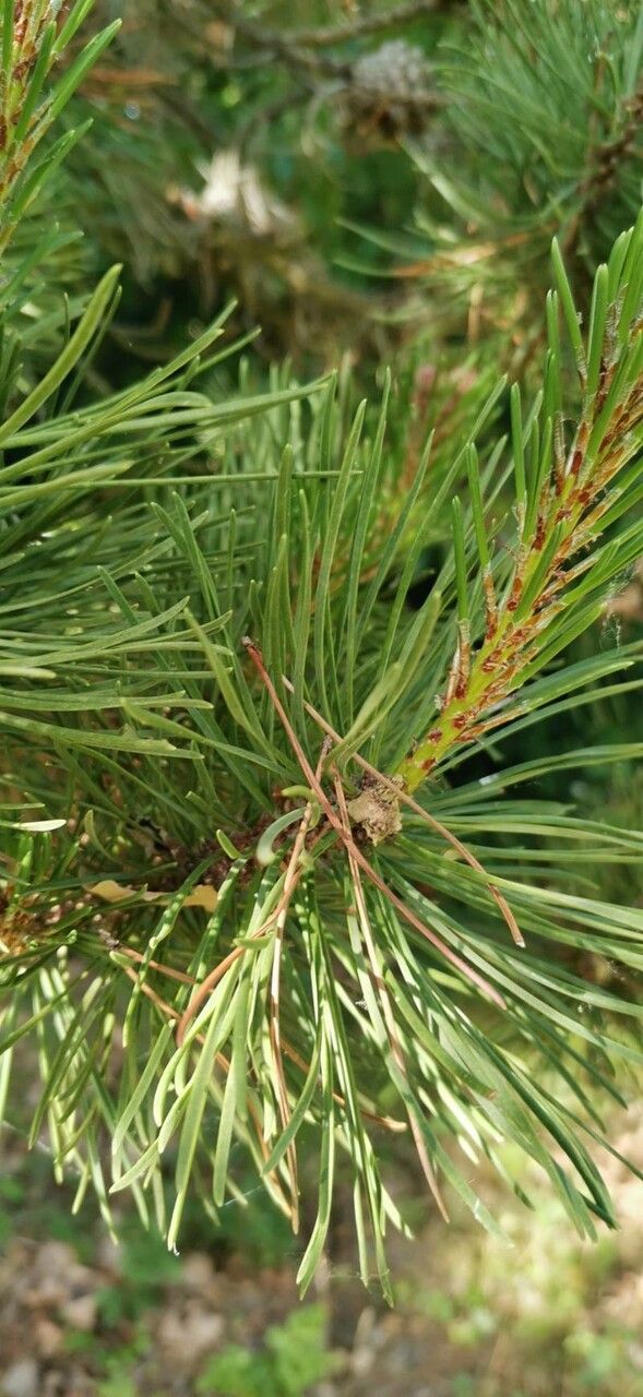 Pinus contorta leaf