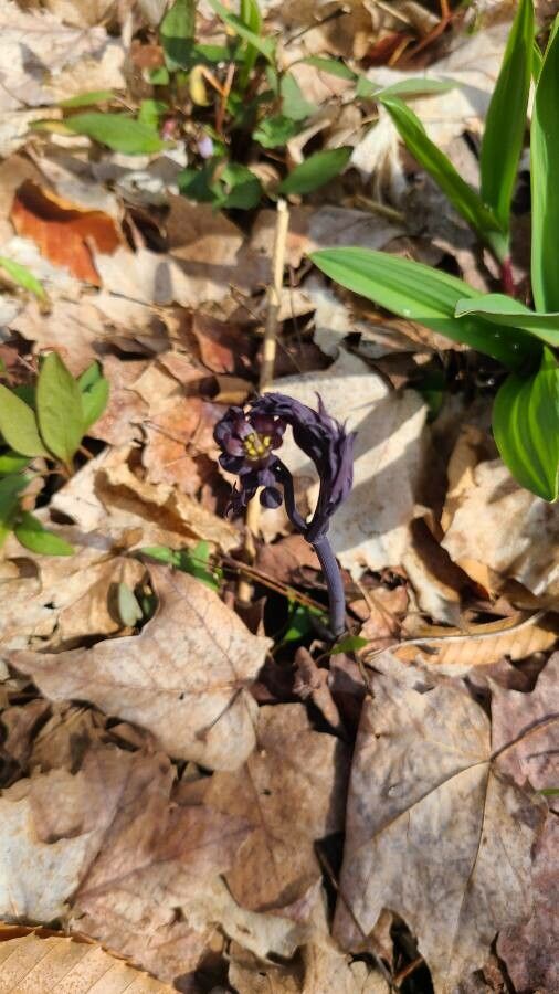 Caulophyllum thalictroides flower