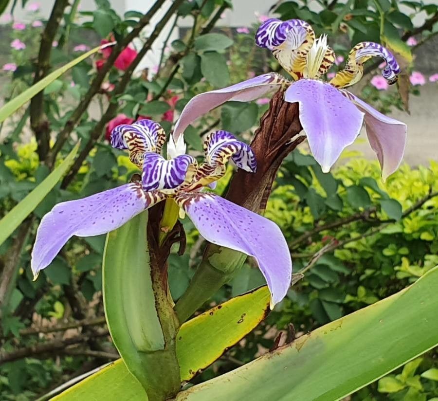 Neomarica gracilis flower