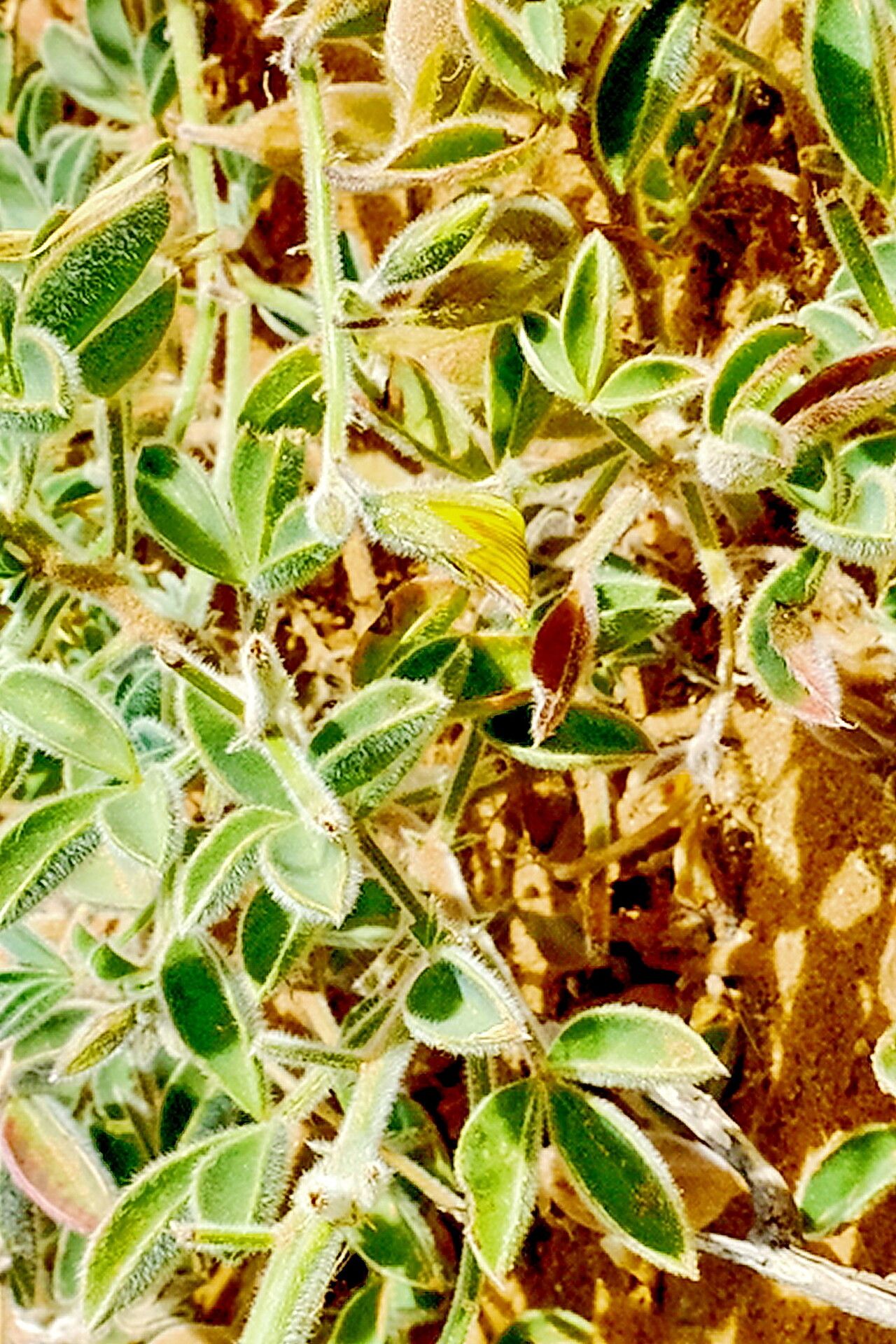 Crotalaria meyeriana — houseplant care guide