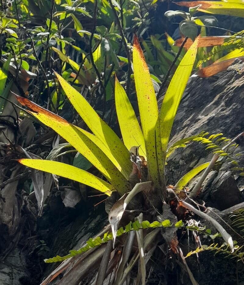 Tillandsia fendleri — search result for 'Guyana'