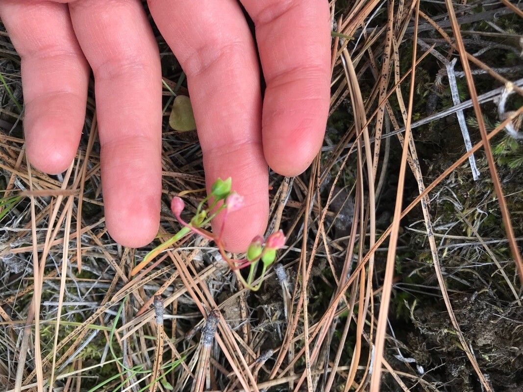 Montia linearis — search result for 'Montiaceae'