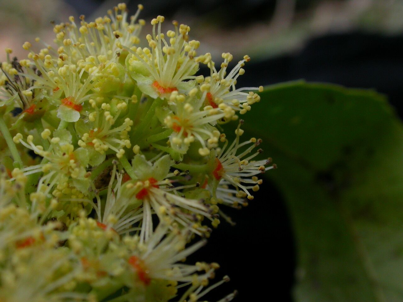 Xylosma longifolia — search result for 'Xylosma'