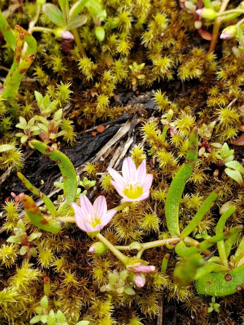 Lewisia pygmaea — search result for 'Montiaceae'