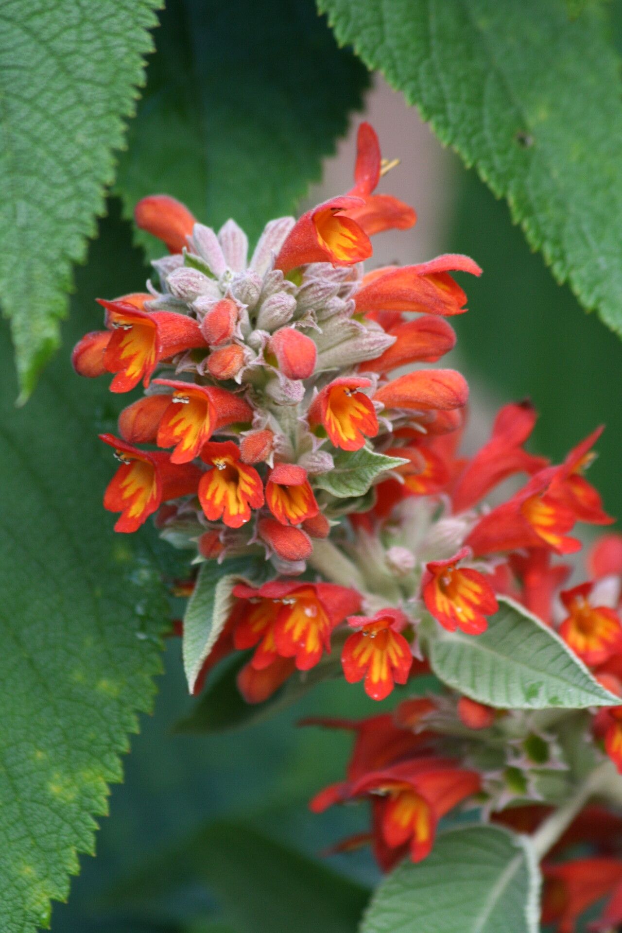 Colquhounia coccinea flower