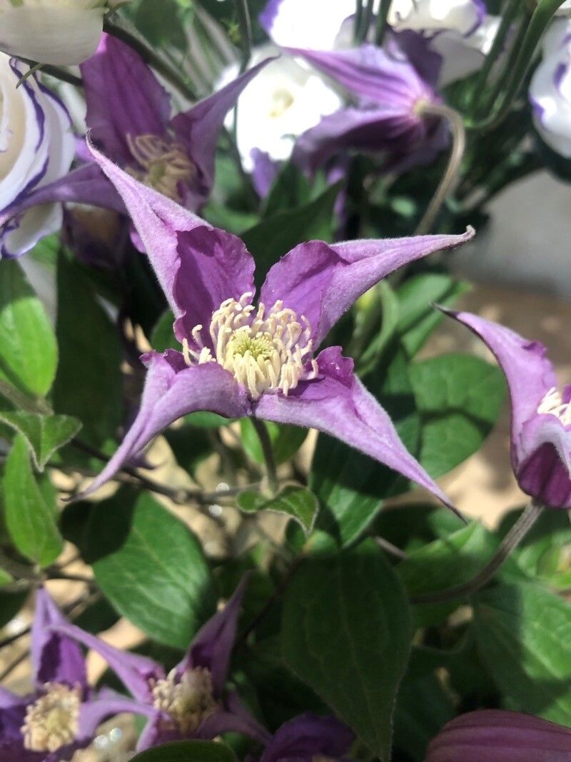 Clematis integrifolia flower